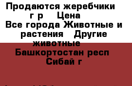 Продаются жеребчики 14,15 16 г.р  › Цена ­ 177 000 - Все города Животные и растения » Другие животные   . Башкортостан респ.,Сибай г.